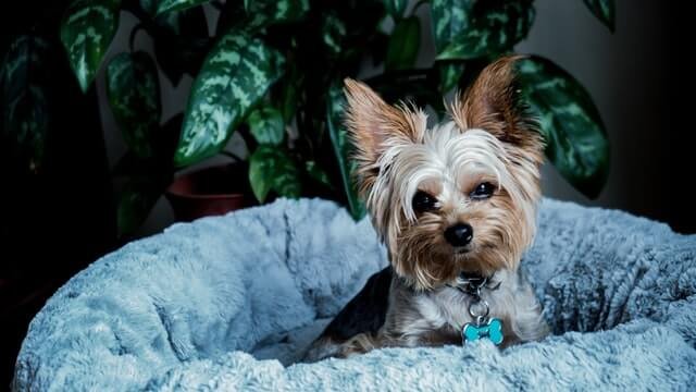 Yorkshire en su cama de perros