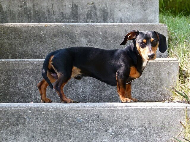 perro salchicha parado en escaleras riesgo de subir escaleras o que salte tu dachshund