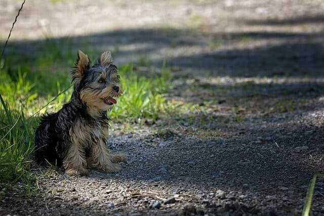 Yorkie descansar despues de ejercicio lo que alarga su vida