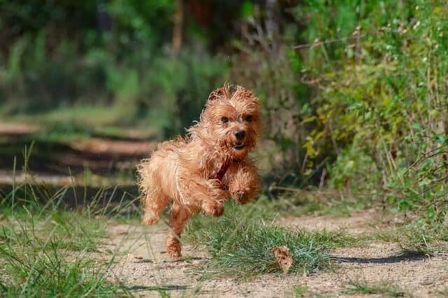 El Yorkshire Terrier es un Gran Atleta