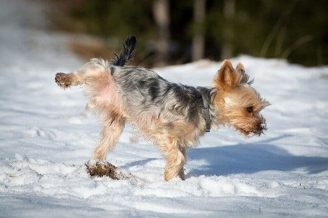 yorkshire terrier macho urinar