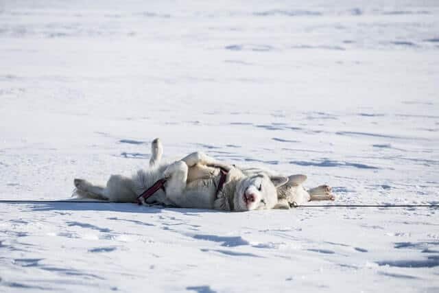 husky dormido de espalda en la nieve