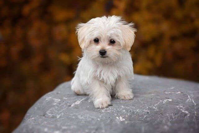 perro maltese para viejos