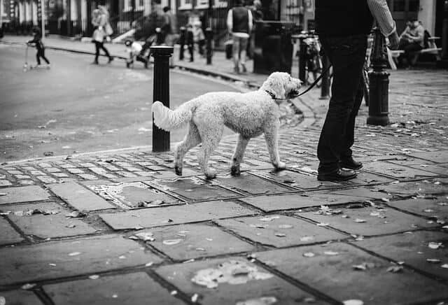 caniche paseando es una de las mejores razas para personas adultas