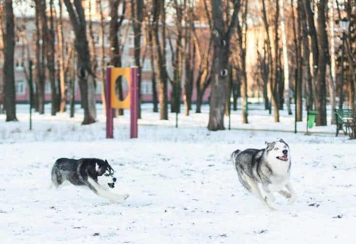 husky  corriendo en la nieve