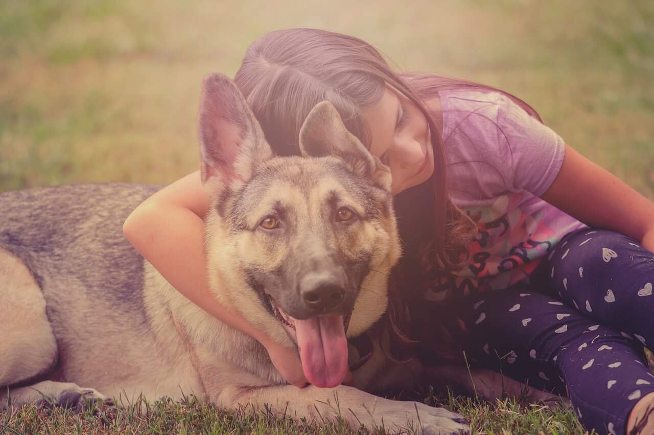 perros buenos con ninos - pastor aleman con una nina