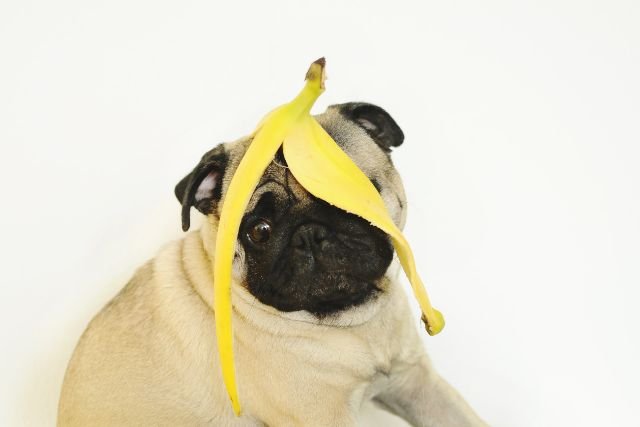 perro ha comido un platano o banana