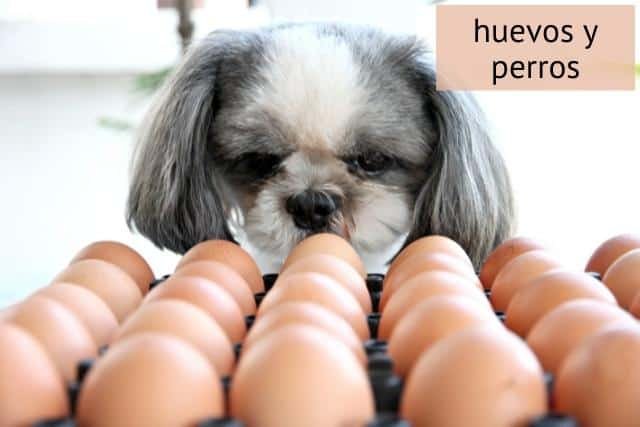 perro mirando huevos puede mi perro comer huevo