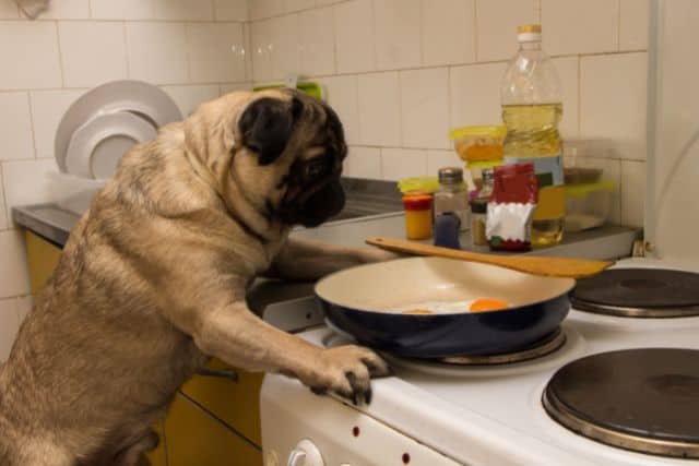 perro mirando un huevo frito