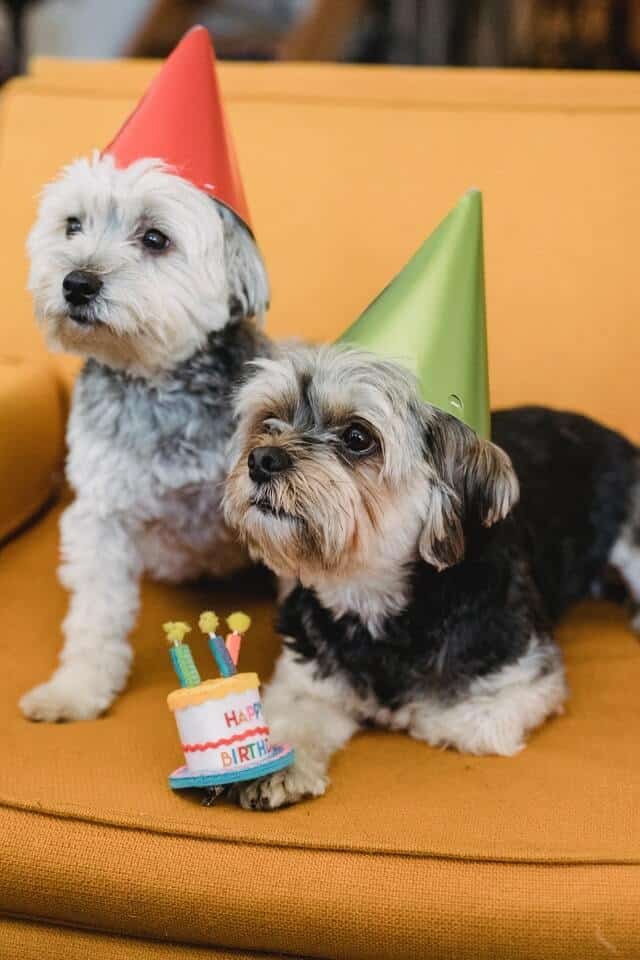 feliz cumpleaños Yorkie!