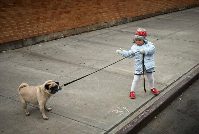 Temperamento del Pug, son tercos pero son perro buenos con ninos