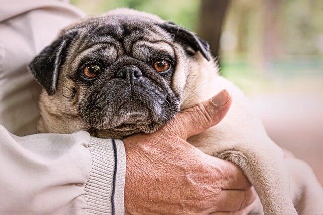 pug y anciano