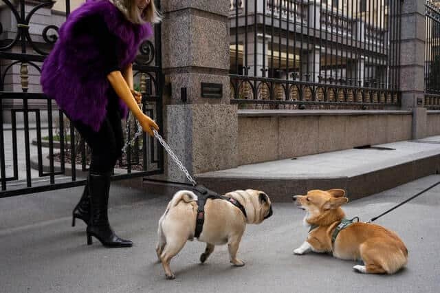 pug y otra mascotas