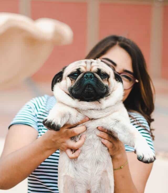 pug con su duena como nombres para pug faciles de decir