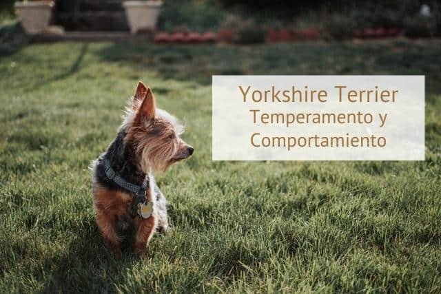 Yorkshire Terrier Temperamento, Comportamiento y Inteligencia