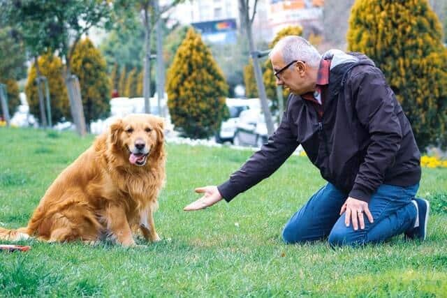 20 Razas de perros para personas mayores