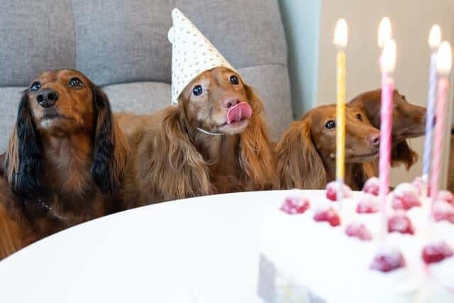 cumpleanos dachshund