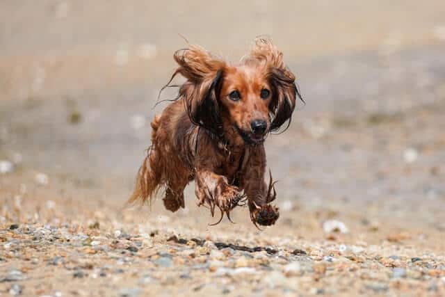 teckel feliz corriendo