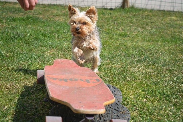 yorkshire jugando afuera