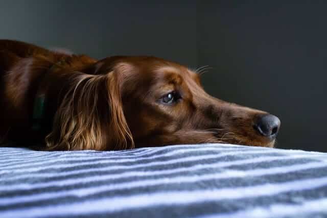 perro esperando a su dueno