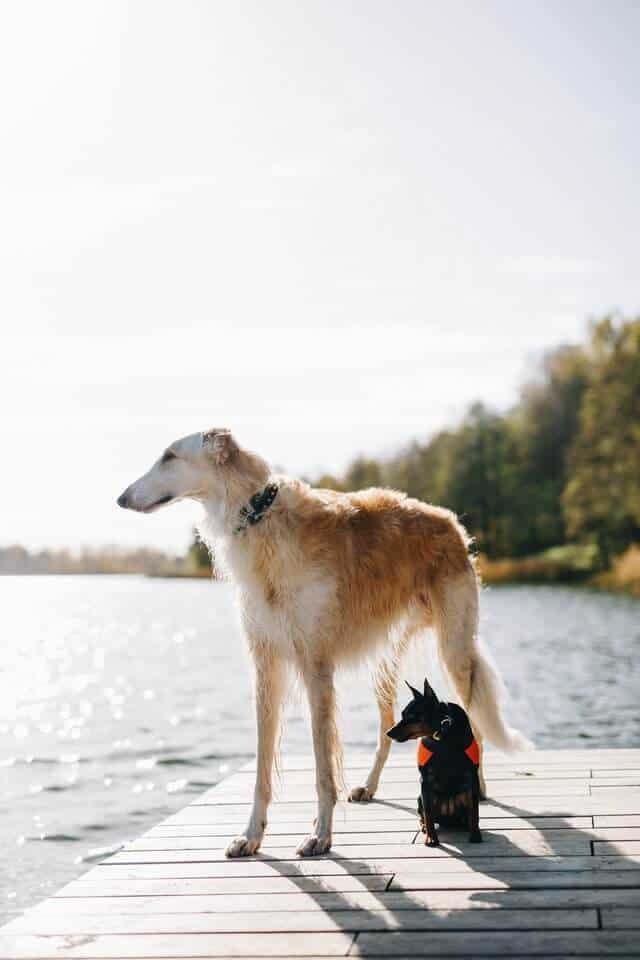 perro grande y perro pequeno juntos paseando