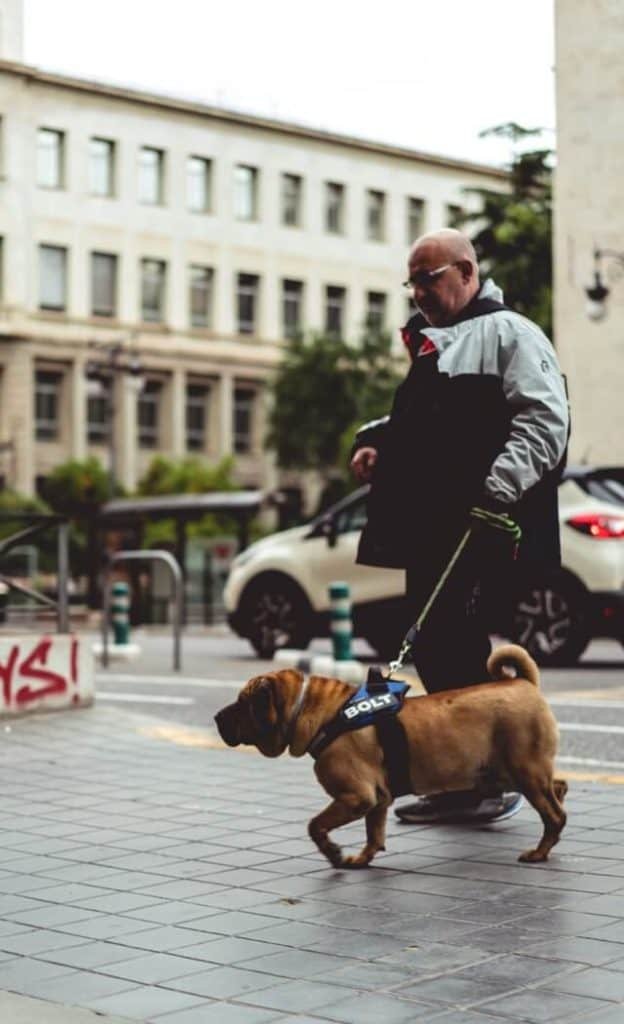 perro y su dueno paseando