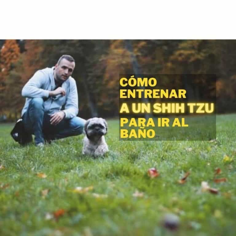 Cómo Entrenar a un Shih Tzu para Ir al Baño