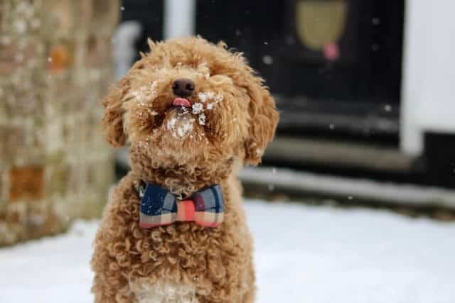 Preparando a tu Caniche para el Invierno