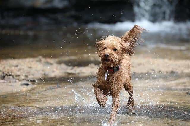 caniche refrescandose en el rio 