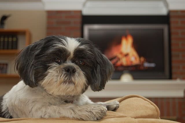 Un Adulto Shih Tzu Negro con Blanco
