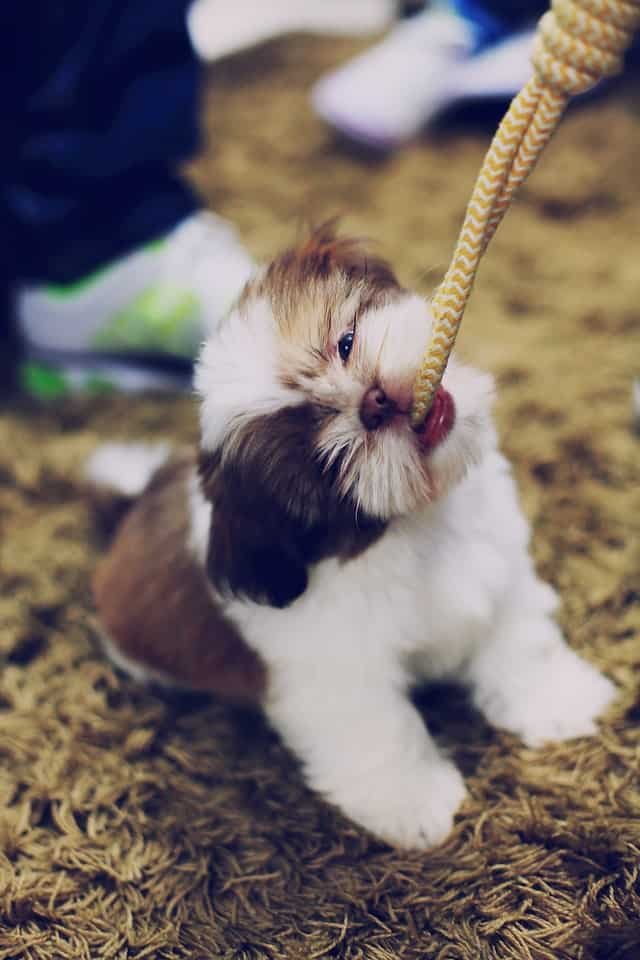 dulce cachorro de shih tzu jugar