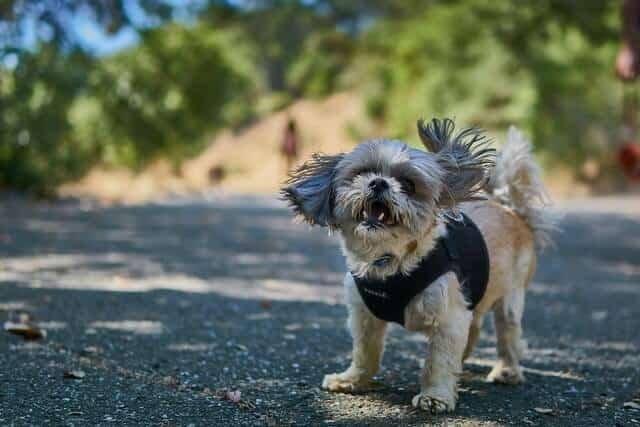 shih tzu ladrar