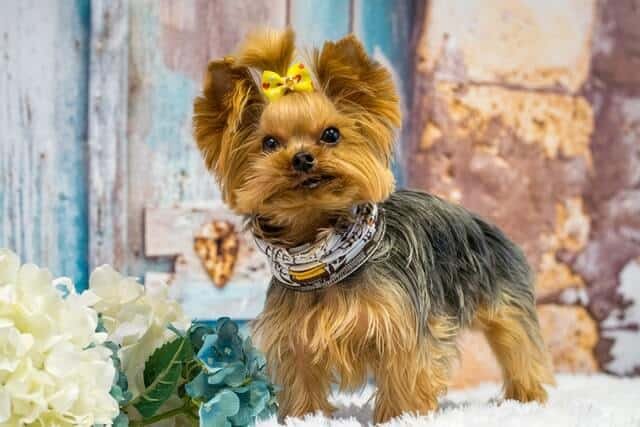 Cómo Alargar la Vida de un Yorkshire Terrier