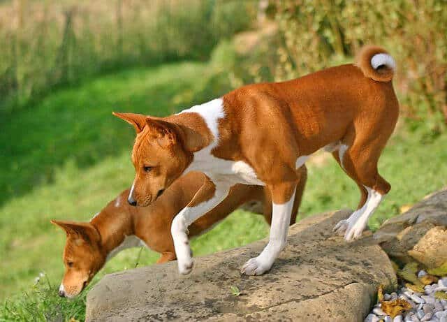 raza basenji como es