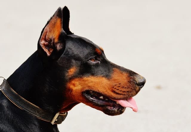 perro de raza Doberman