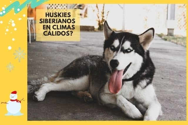 ¿Pueden los Huskies Siberianos Vivir en Climas Cálidos?