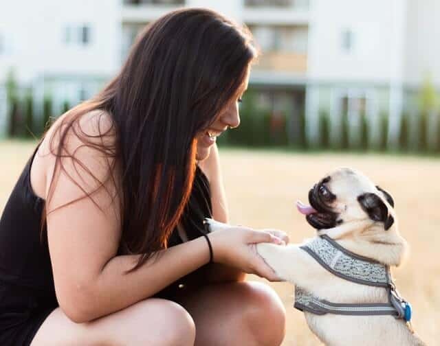 pug con su duena como hacer que  tu pug haga pipi y defeque afuera.