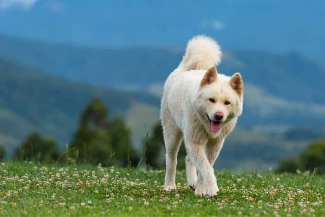 akita color blanco