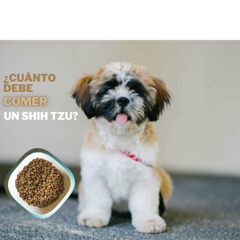 Con Qué Frecuencia y Cuánto debes Alimentar a tu Shih Tzu