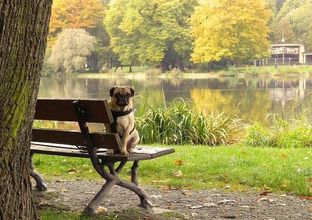 pug en un parque como ensenarlo a que te haga caso o obedezca