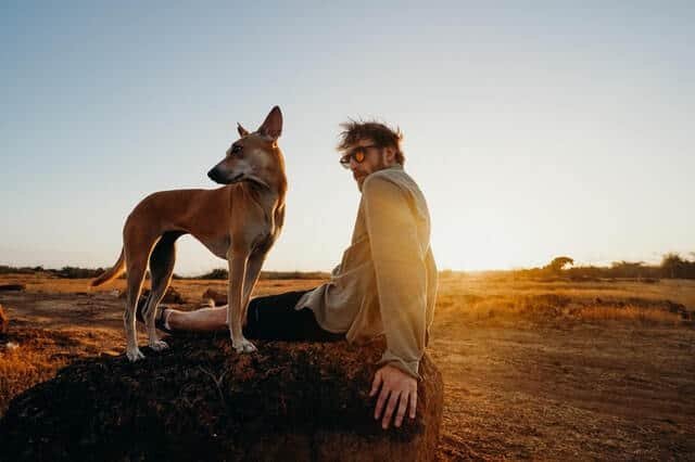 perro raza basenji