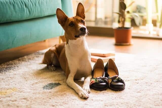 raza basenji caracteristicas