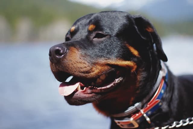 raza rottweiler