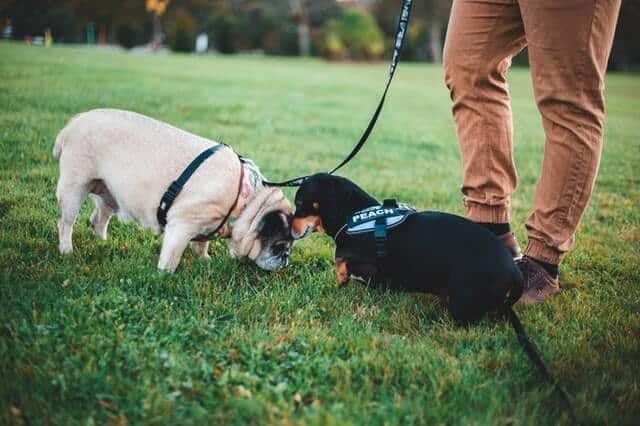 pug paseando con otro perro como adiestrarlo de la mejor forma