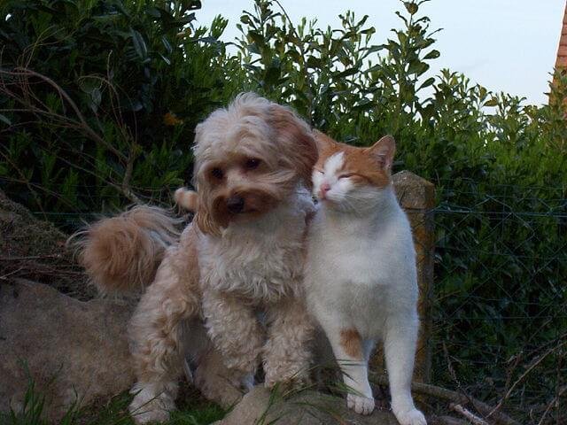 Bichón Habanero con su amigo gato