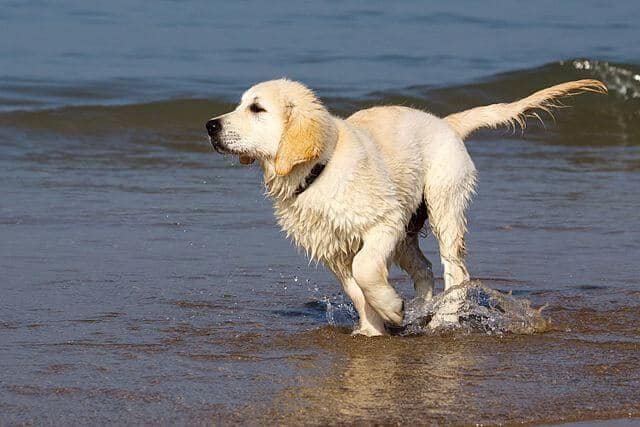 golden retriever corriendo