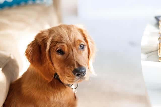 Ansiedad por Separación en Perros