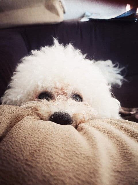 Bichon Frise  cachorro descansando