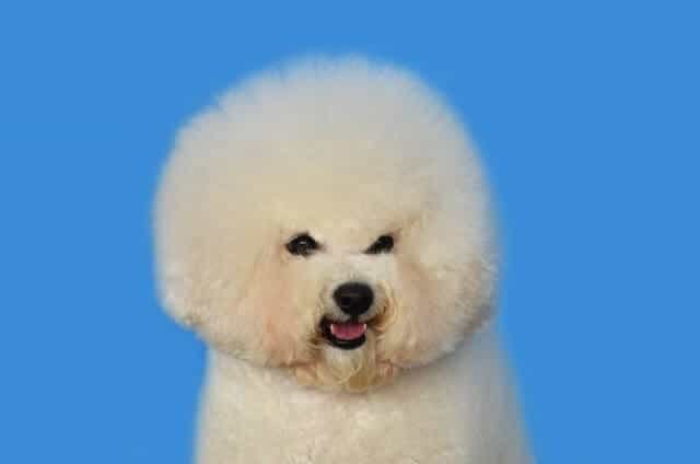 Bichon Frise es hipoalergénico