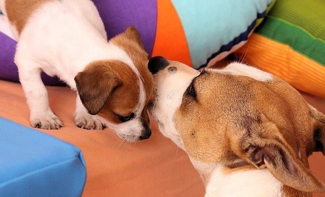 Jack Russell cachorro con su mama